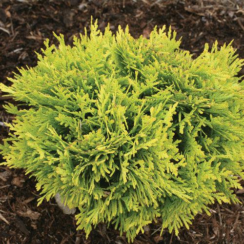 Thuja occidentalis 'Anna van Vloten' USPP 25,868 ~ Anna's Magic Ball® Arborvitae