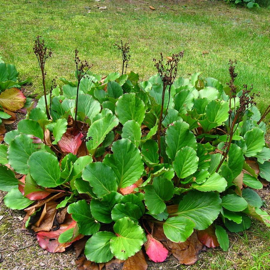 Bergenia cordifolia ~ Heartleaf Bergenia, Pigsqueak