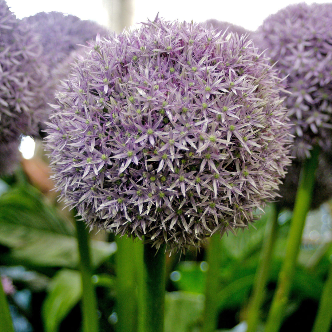 Allium 'Globemaster' ~ Globemaster Ornamental Onion