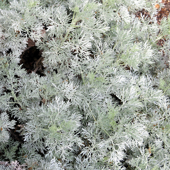 Artemisia x 'Powis Castle' ~ Powis Castle Artemisia