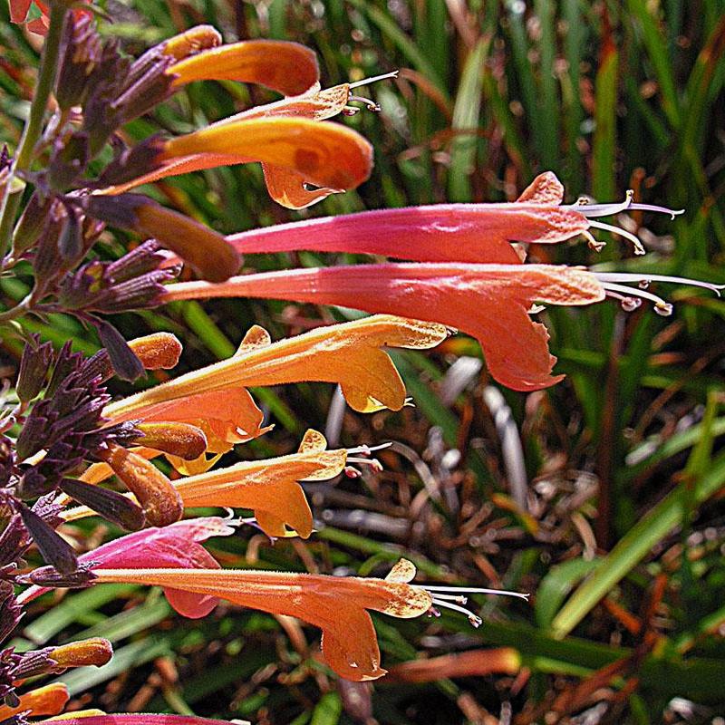 Agastache aurantiaca 'Tango' ~ Tango Hummingbird Mint, Hyssop