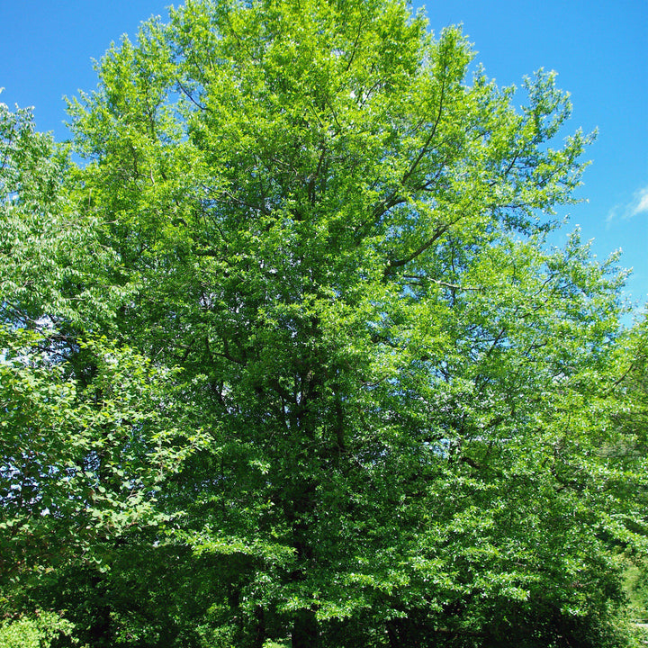 Nyssa sylvatica ~ Black Gum Tree