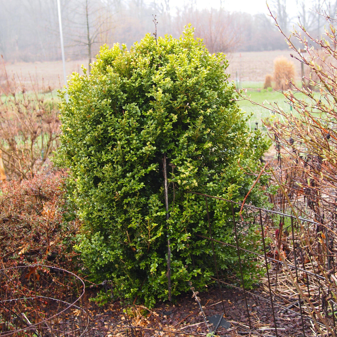 Buxus microphylla var. japonica 'Winter Gem' ~ Winter Gem Boxwood