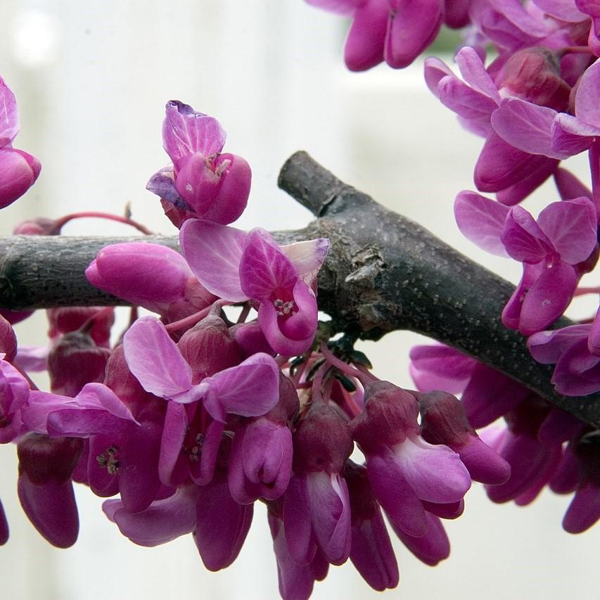 Cercis reniformis 'Oklahoma' ~ Oklahoma Redbud