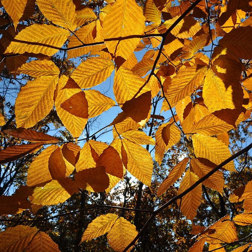 Fagus grandifolia ~ American Beech