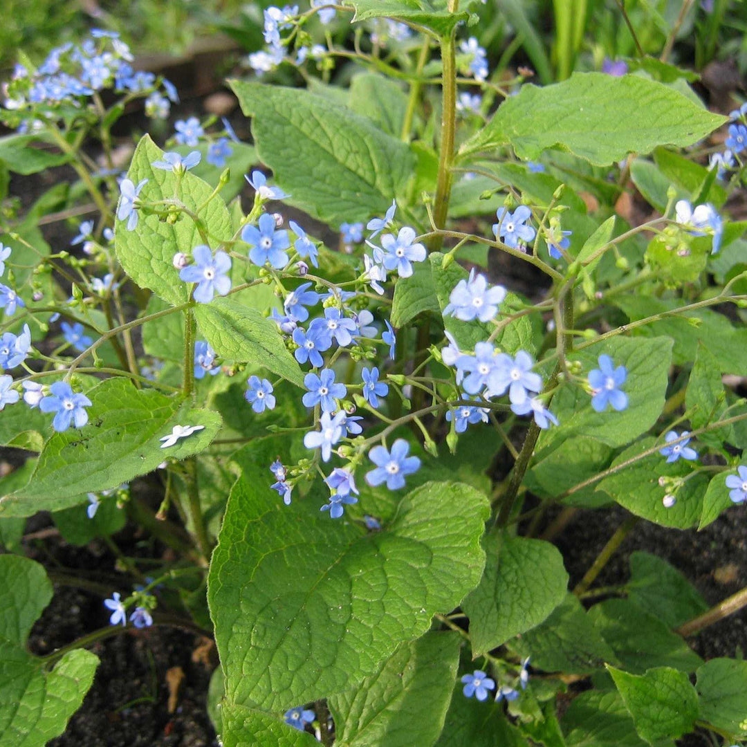 Brunnera macrophylla ~ Siberian Bugloss