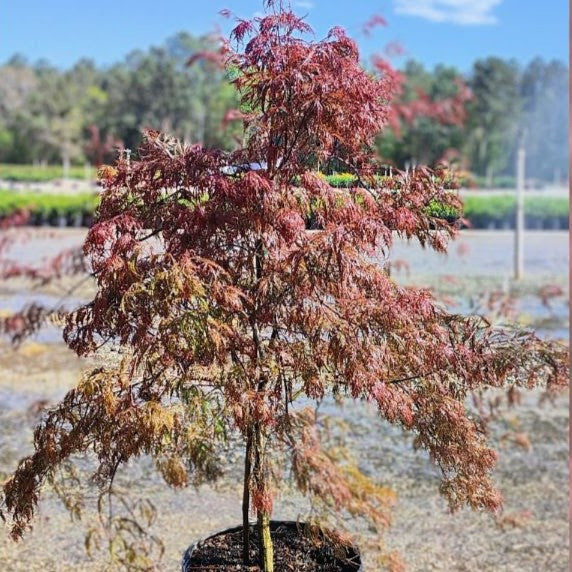 Acer palmatum var. dissectum 'Crimson Queen' ~ Crimson Queen Japanese Maple