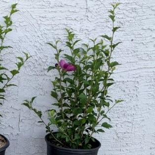 Hibiscus syriacus 'DS03RS' ~ Raspberry Smoothie™ Rose of Sharon