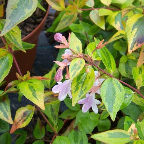 Abelia x grandiflora 'Francis Mason' ~ Francis Mason Abelia brillante