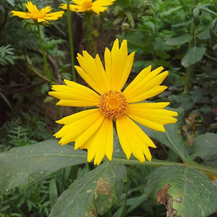 Coreopsis x 'Citrine' ~ Citrine Tickseed