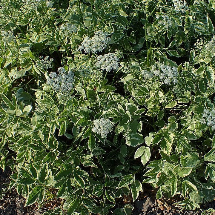 Aegopodium podagraria 'Variegatum' ~ Variegated Bishop's Weed