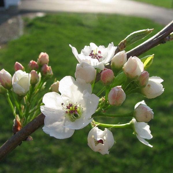 Pyrus calleryana 'Cleveland Select' ~ Cleveland Select Callery Pear