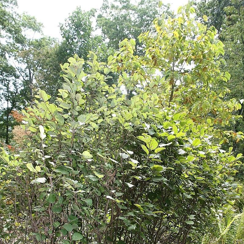 Fothergilla mayor 'Monte Airy' ~ Monte Airy Fothergilla