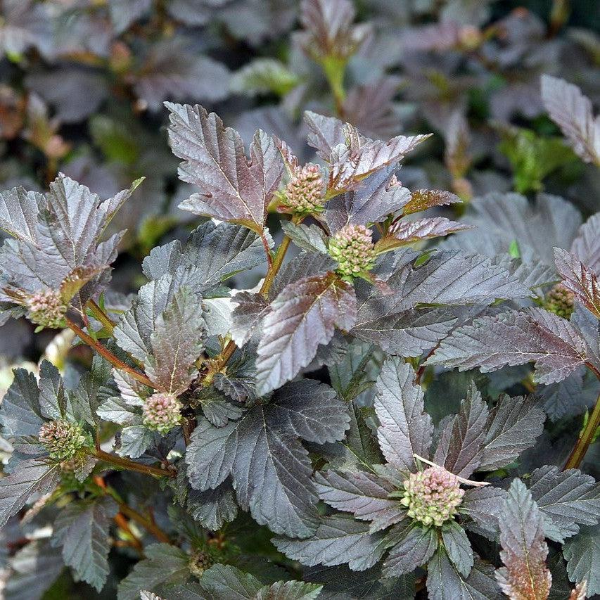 Physocarpus opulifolius 'Monlo' ~ Diablo® Ninebark