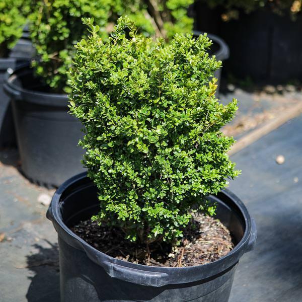 Buxus 'Conrowe' PP19,924 ~ Gordo™ Big Leaf Boxwood