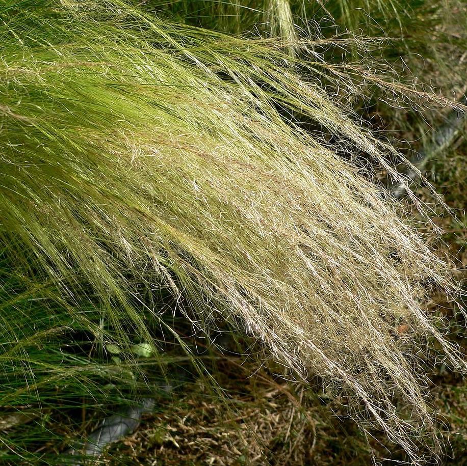 Nassella tenuissima ~ Mexican Feather Grass