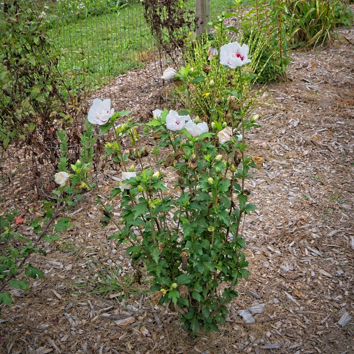 Hibiscus syriacus 'MINFREN' ~ Bali™ Hibiscus