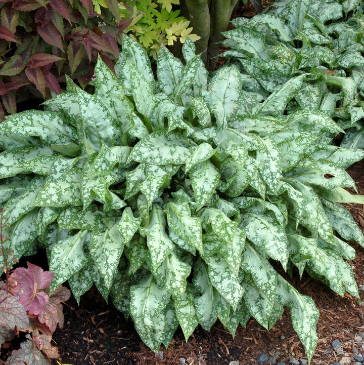 Pulmonaria 'High Contrast' ~ High Contrast Lungwort