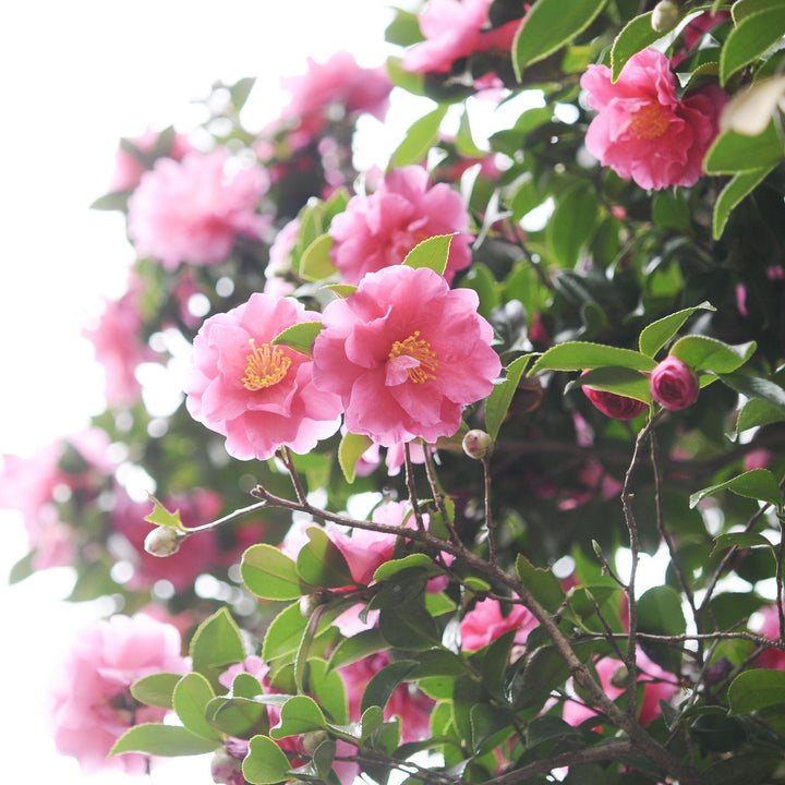 Camelia 'Alegría del invierno' ~ Camelia Alegría del invierno