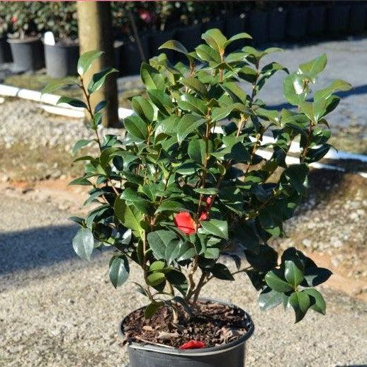 Camellia japonica 'Rojo de Greensboro' ~ Camelia roja de Greensboro