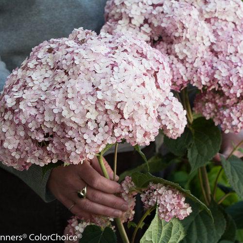 Hydrangea arborescens 'NCHA4' ~ Incrediball® Blush Smooth Hydrangea