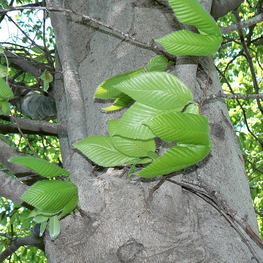 Fagus grandifolia ~ American Beech