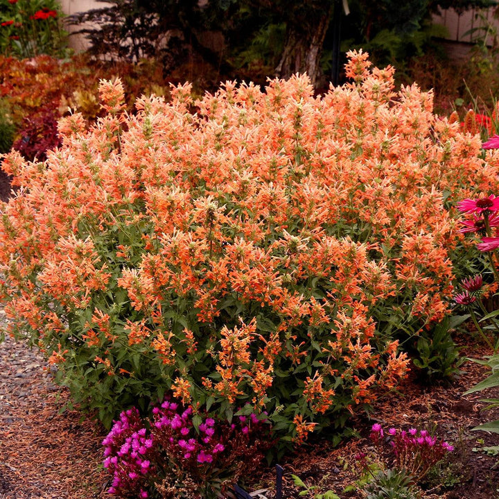 Agastache 'TNAGAPO' ~ Poquito™ Orange Hyssop