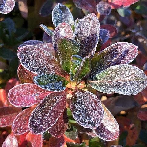 Azalea x 'Girard's Fuchsia' ~ Girard's Fuchsia Azalea