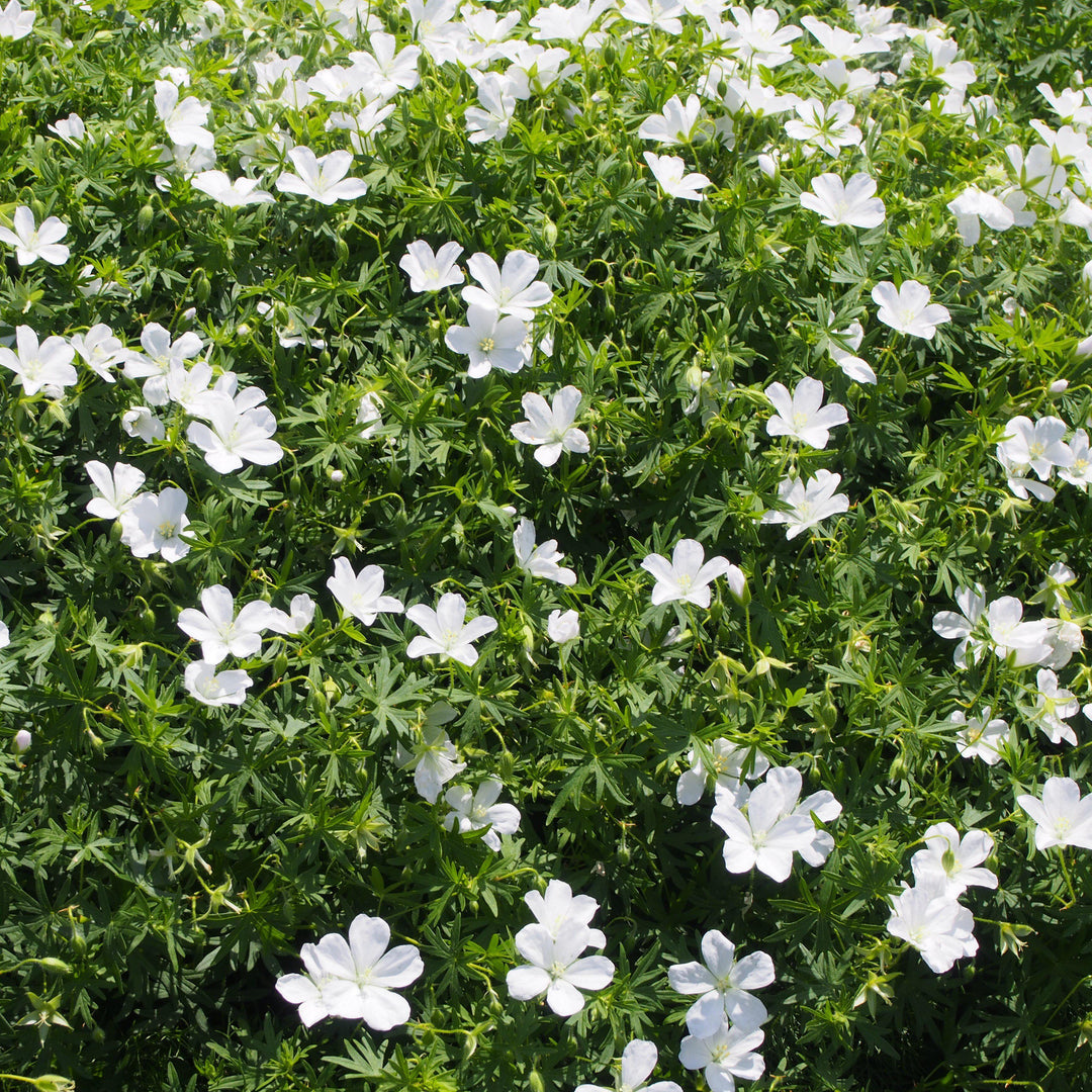 Geranium sanguineum 'Album' ~ White Bloody Cranesbill