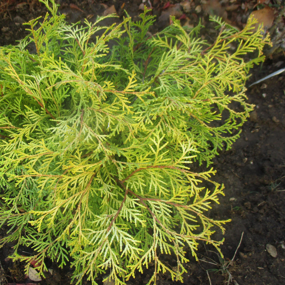 Chamaecyparis pisifera 'King's Gold' ~ King's Gold Falsecypress