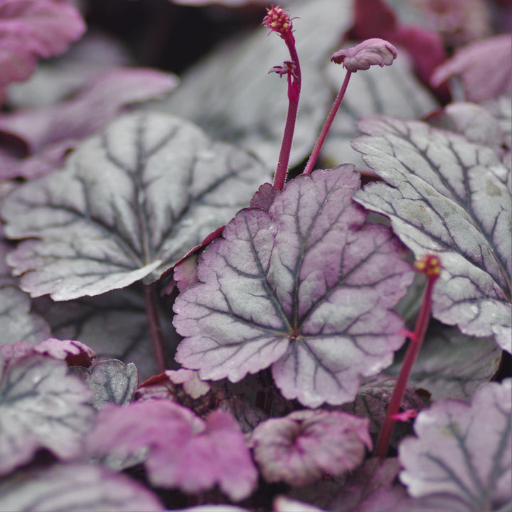 Heuchera ‘Sugar Plum’ ~ Sugar Plum Coral Bells