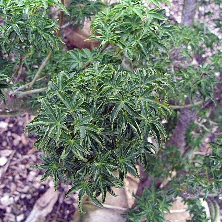 Acer palmatum 'Shishigashira' ~ Lion Head Japanese Maple