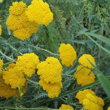 Achillea x 'Coronation Gold' ~ Coronation Gold Yarrow