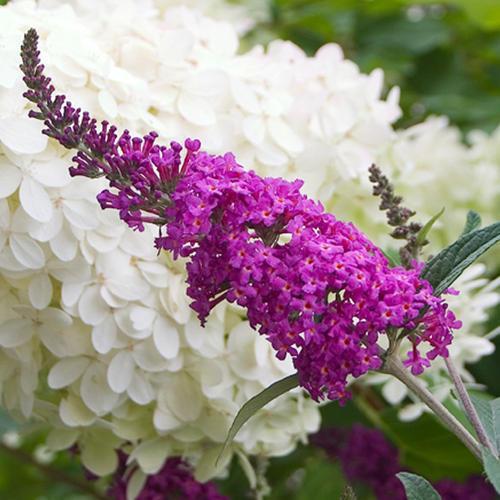 Buddleia 'Miss Ruby' PP19,950 ~ Miss Ruby Butterfly Bush