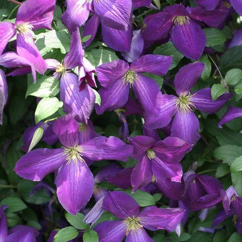 Clematis x 'Zojapur' ~ Happy Jack® Purple Clematis