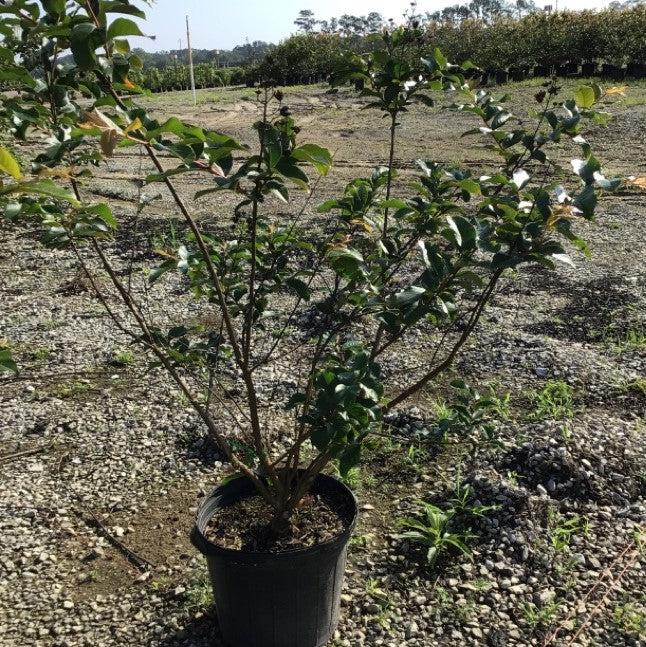 Lagerstroemia indica x fauriei 'Muskogee' ~ Muskogee Crape Myrtle