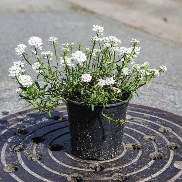 Iberis sempervirens 'Snowflake' ~ Snowflake Candytuft