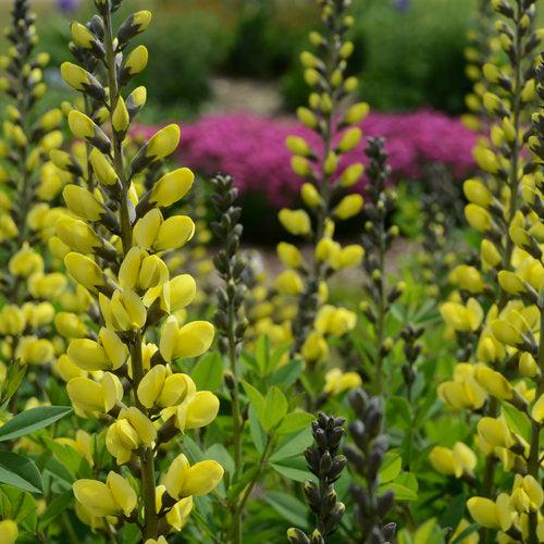 Baptisia 'Lemon Meringue' ~ Decadence® Lemon Meringue Baptisia