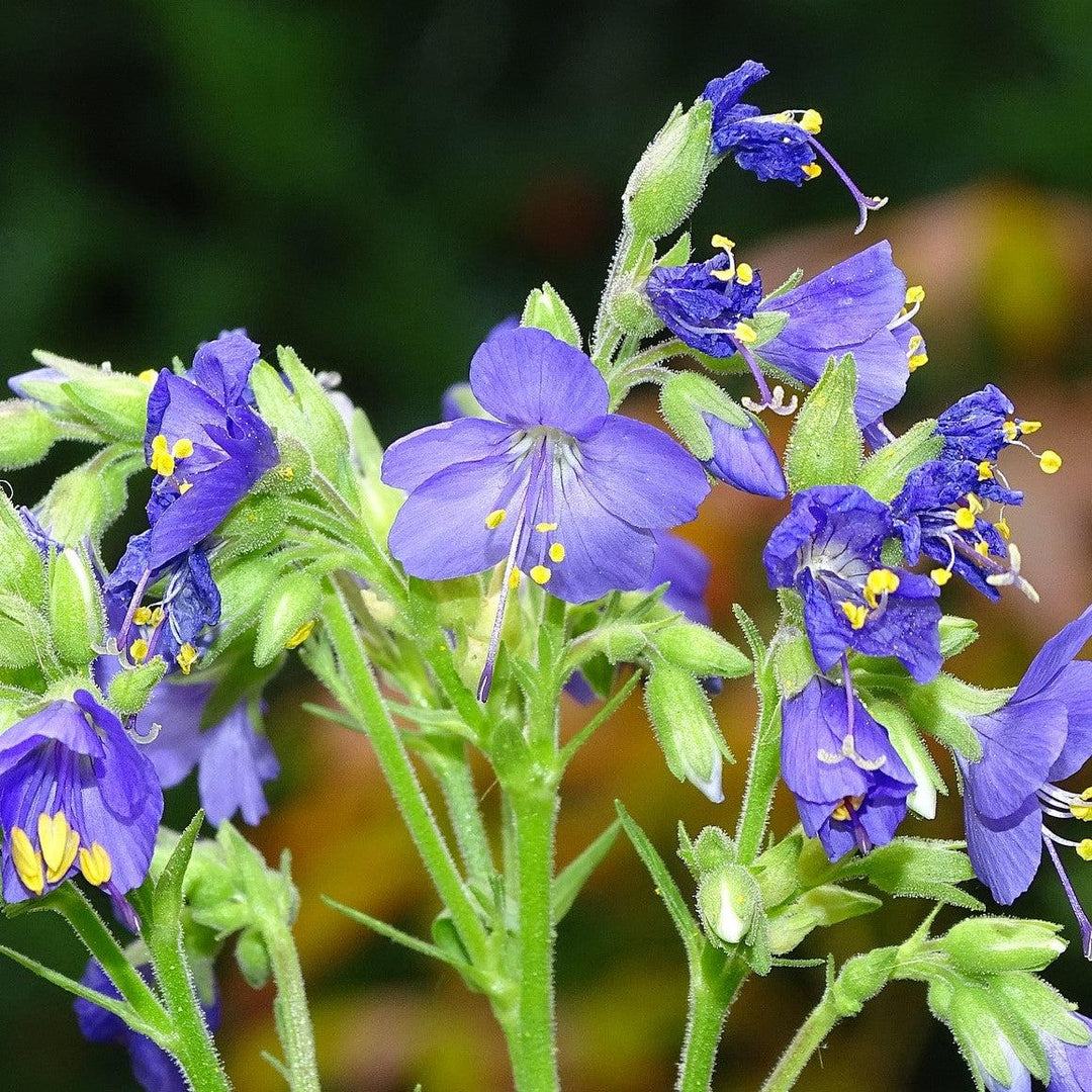 Polemonium 'Brise d'Anjou' ~ Variegated Jacob's Ladder