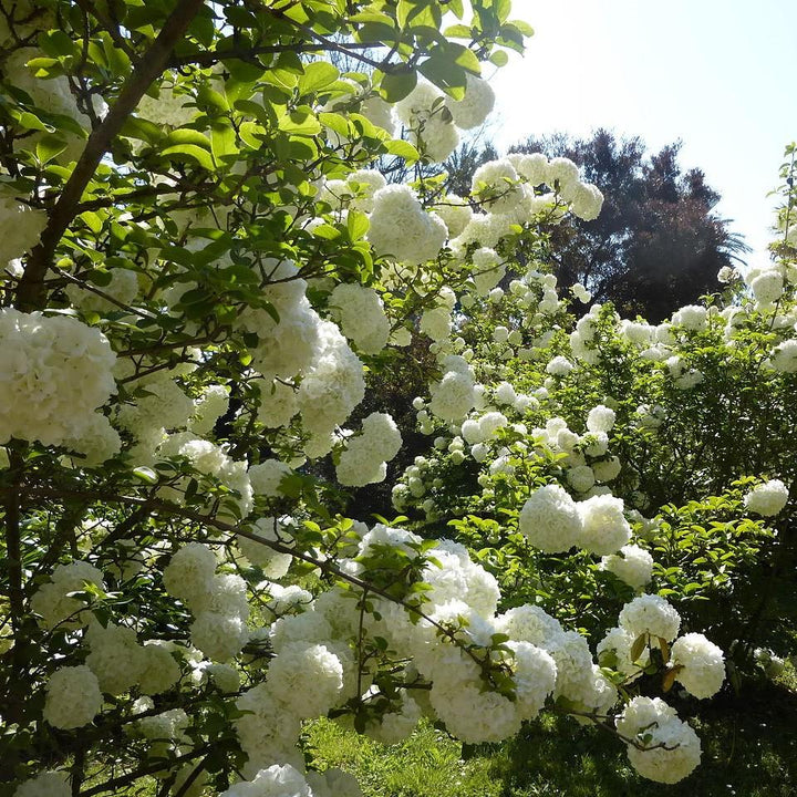 Viburnum macrocephalum 'Estéril' ~ Viburnum estéril, bola de nieve china