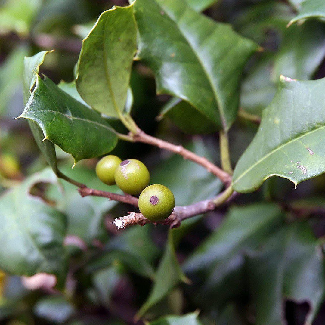 Ilex opaca 'Miss Helen' ~ Miss Helen American Holly