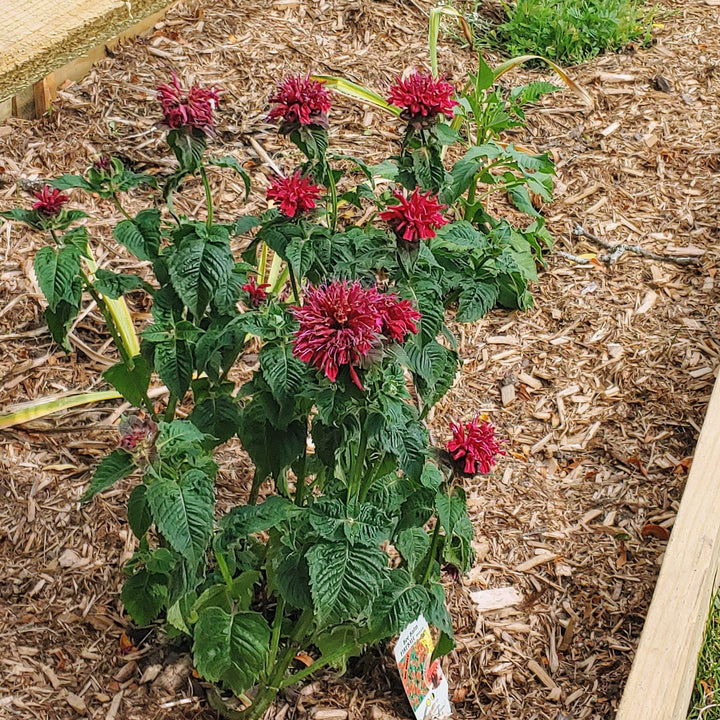 Monarda 'Fireball' ~ Fireball Bee Balm