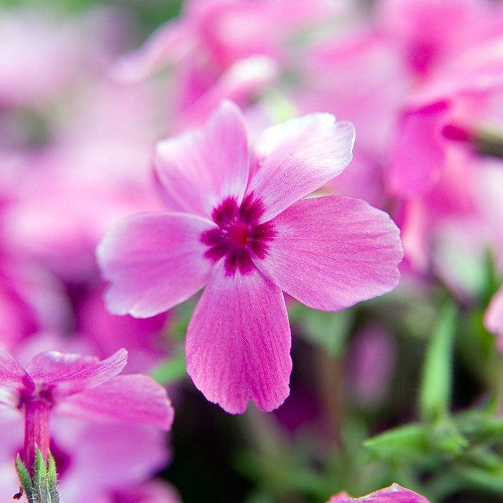 Phlox subulata 'Red Wings' ~ Red Wings Creeping Phlox