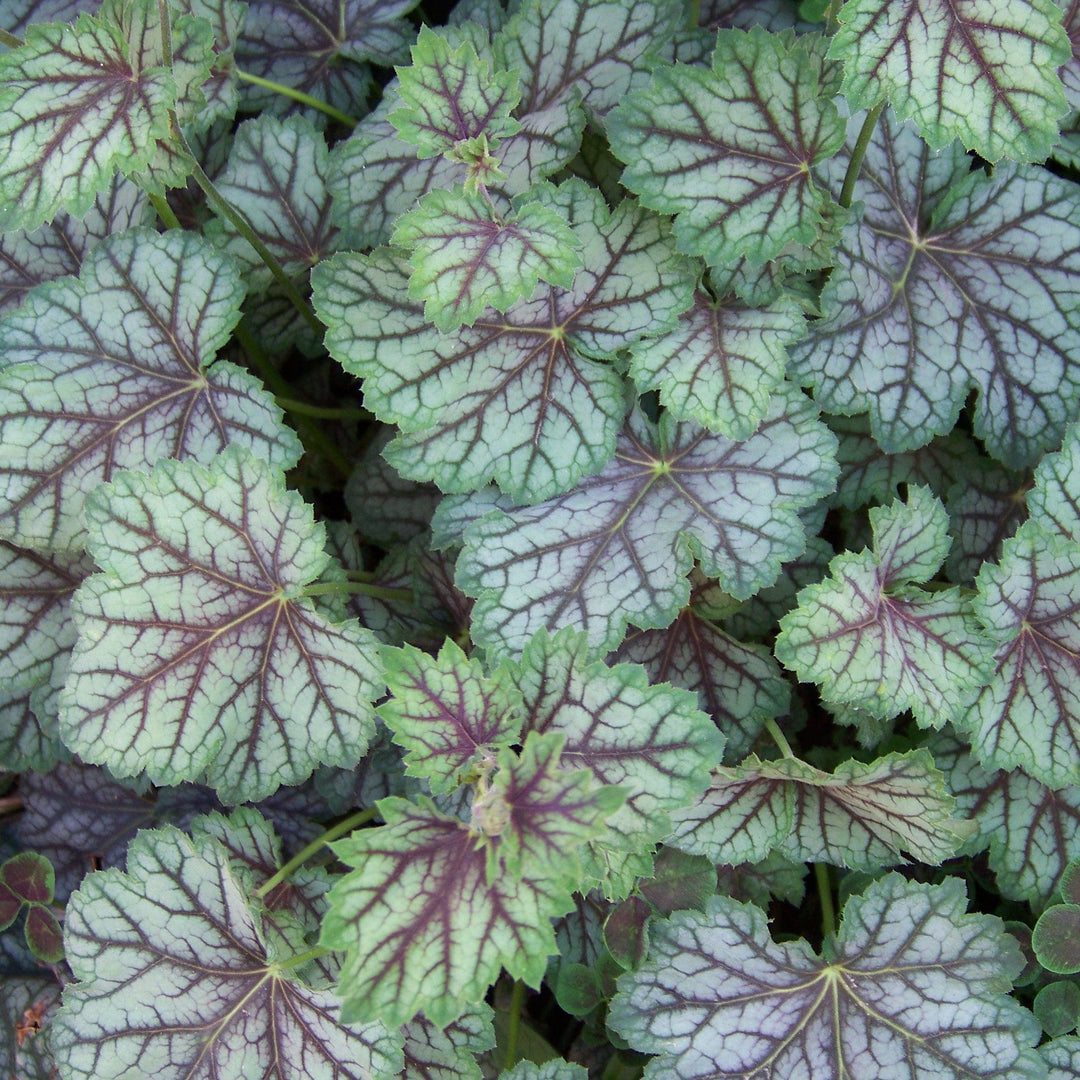 Heuchera americana 'Green Spice' ~ Green Spice Coral Bells