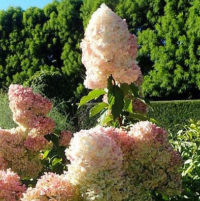 Hortensia paniculata 'Renhy' ~ Hortensia First Editions® Vanilla Strawberry™