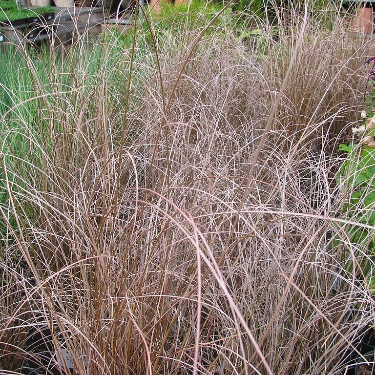 Carex buchananii 'Red Rooster' ~ Red Rooster Leatherleaf Sedge