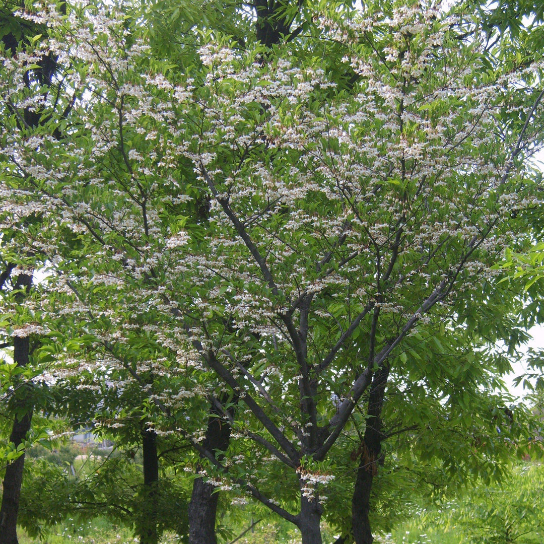 Styrax japonicus ~ Japanese Snowbell