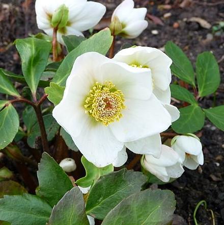 Helleborus x glandorfensis 'Ice N' Roses White' ~ HGC® Ice N' Roses White Lenten Rose