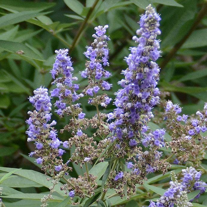 Vitex agnus-castus ~ Chaste Tree