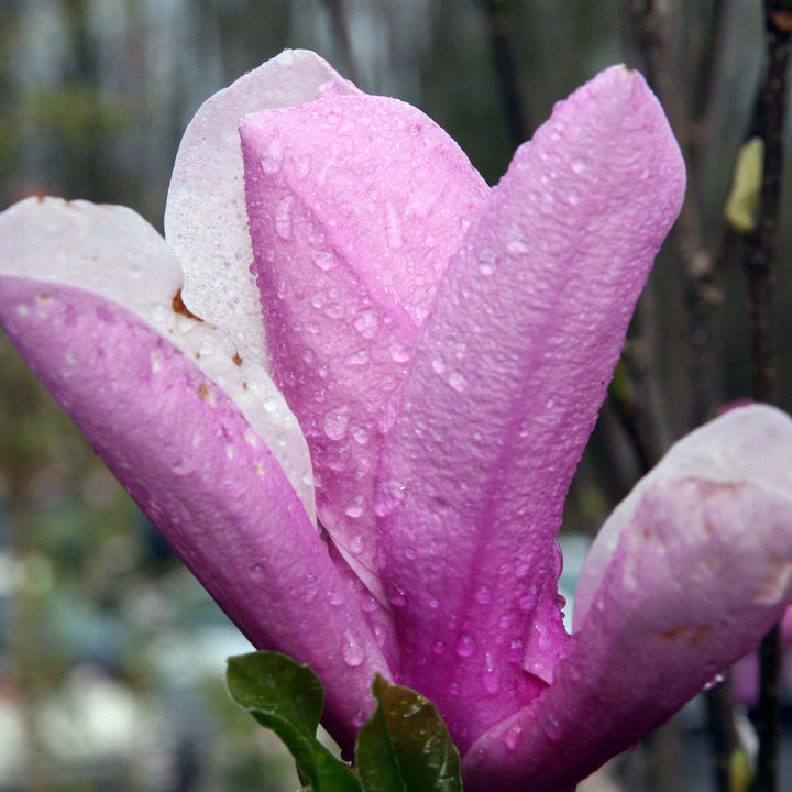 Magnolia x soulangiana 'Jane' ~ Saucer 'Jane' Magnolia